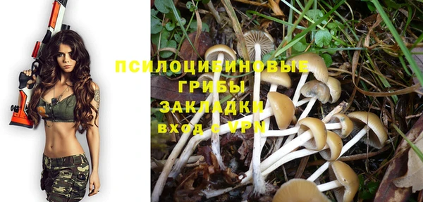хмурый Аркадак