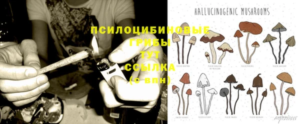 хмурый Аркадак